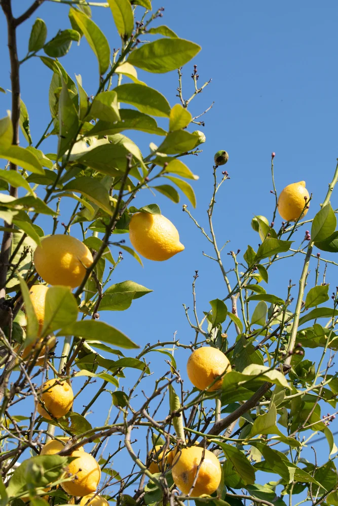 Lemons growing in Antalya province · regional seasonal detail