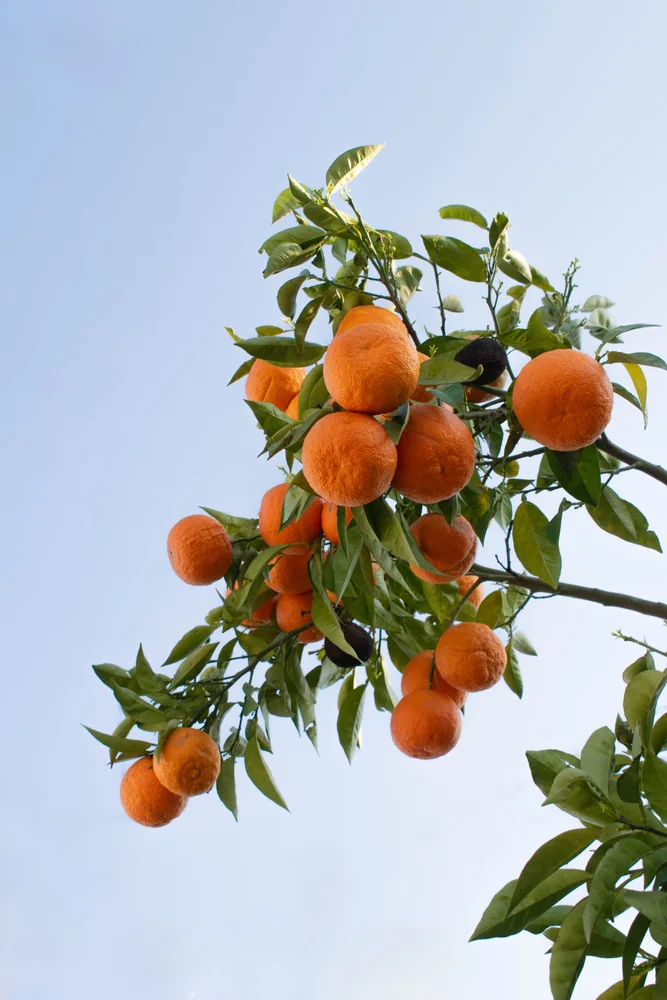 Tangerines growing in Antalya province · regional seasonal detail
