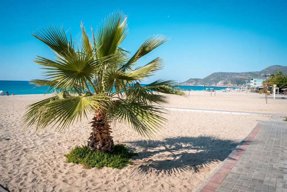 Palm-lined beach in Alanya · wider coastal context, not an identified Oba beach