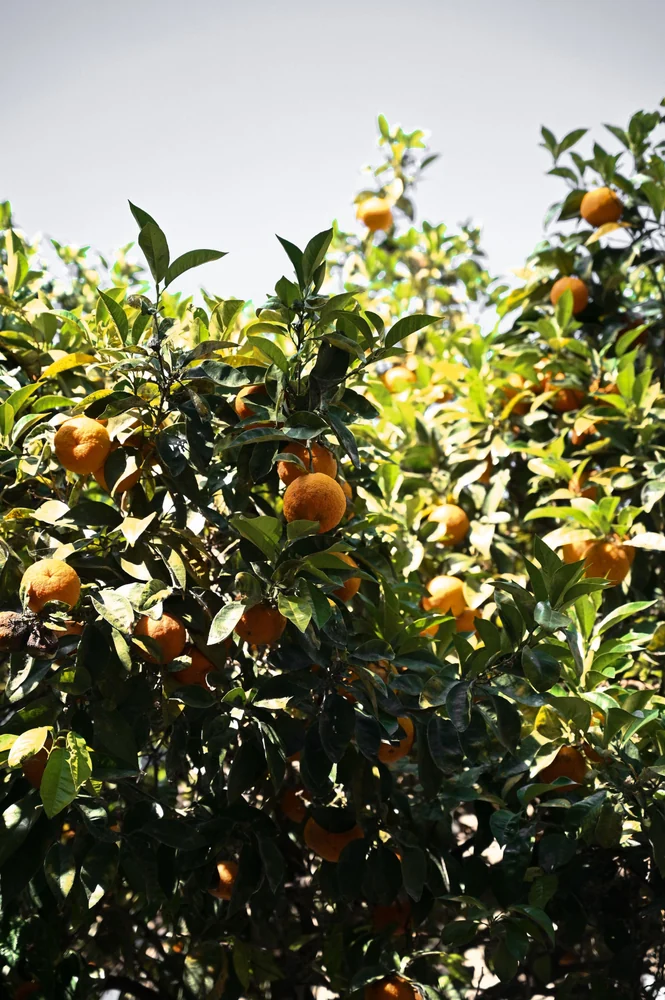 Oranges in the sunshine · illustrative orchard photograph